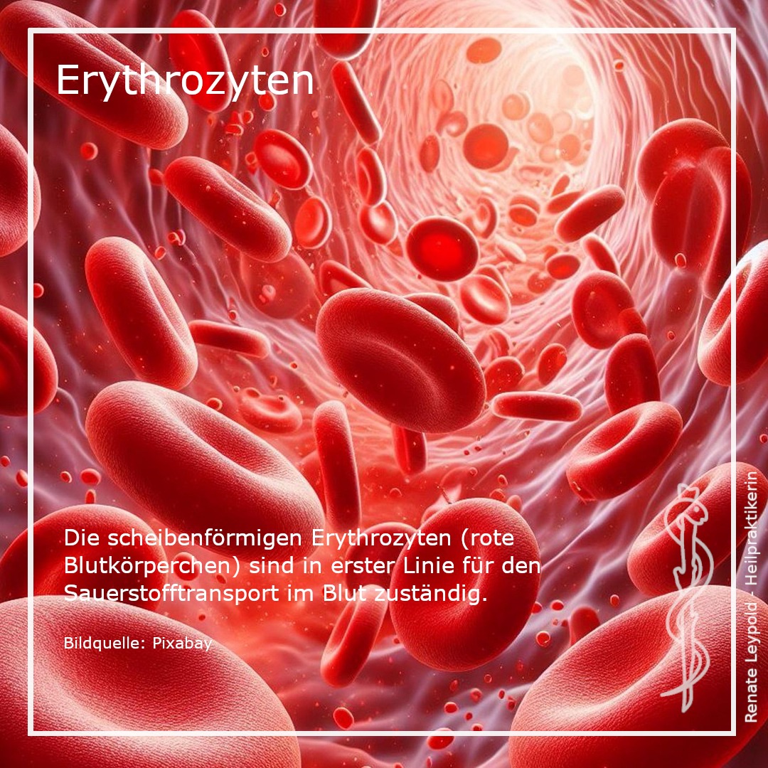 Erythrozyten