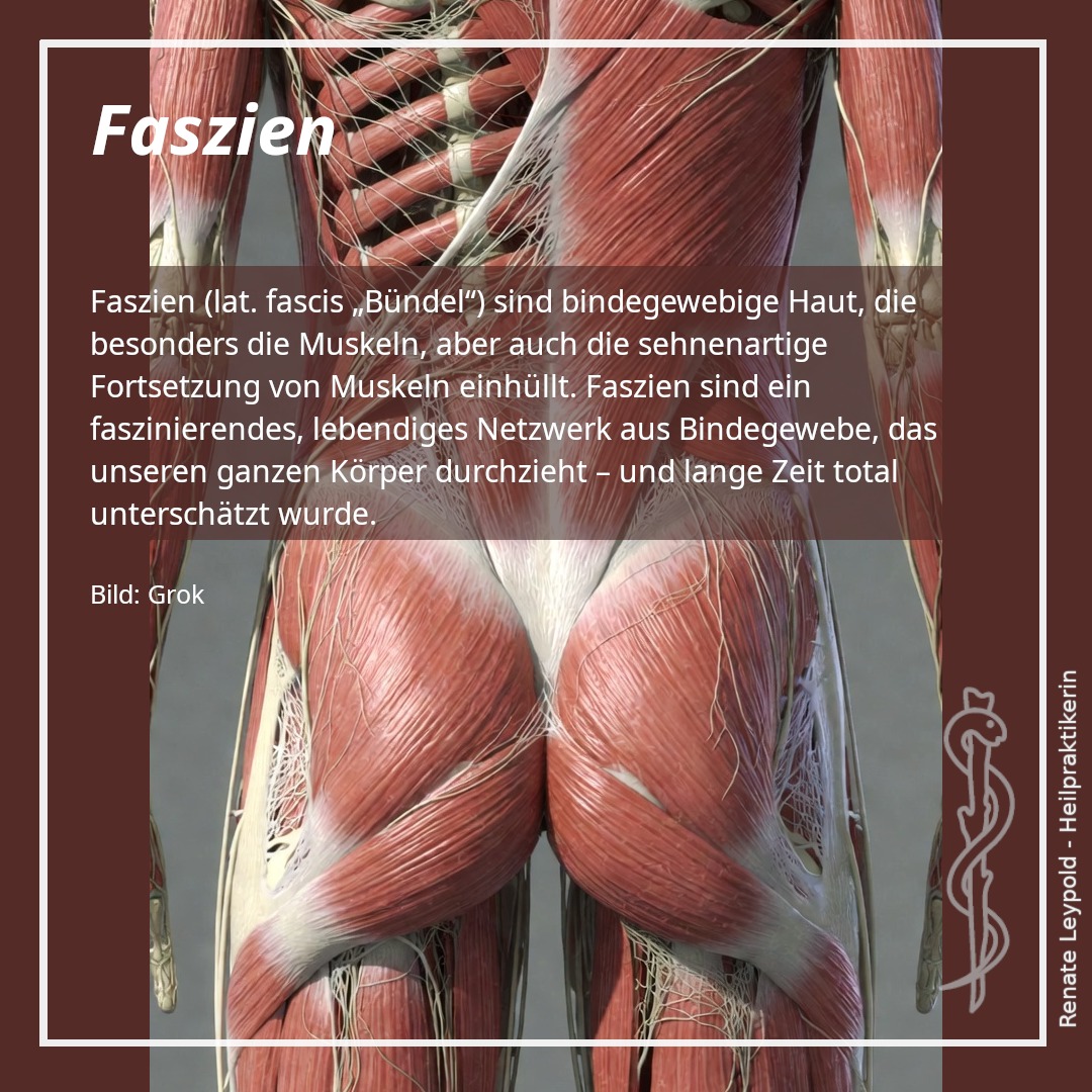 Faszien