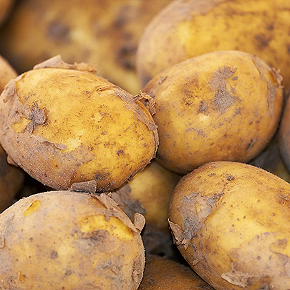 Kartoffeln
