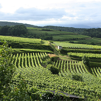 Weinanbau